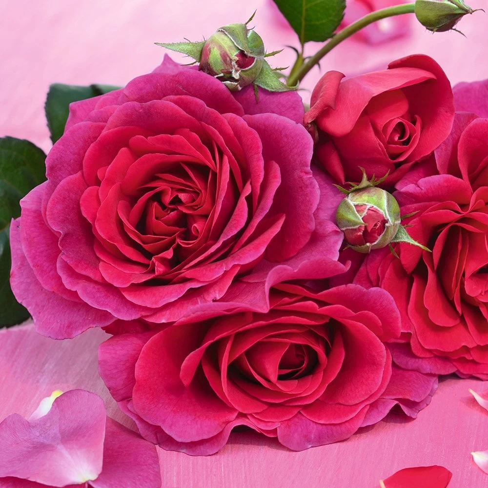 Rosa Timeless Purple ('Noa38121') (PBR) 4 Rosa Timeless Purple ('Noa38121') (PBR) - Image 2