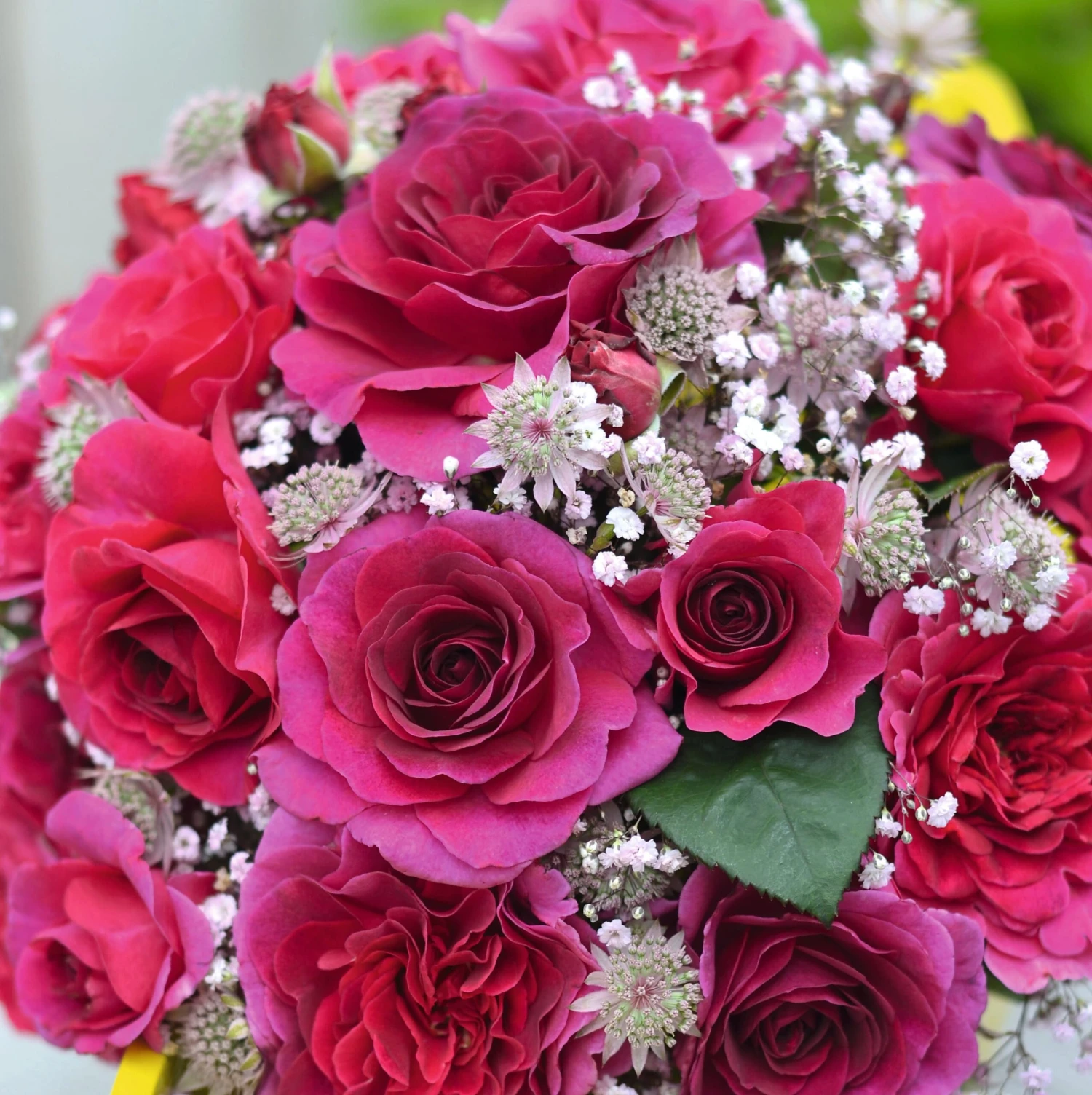 Rosa Timeless Purple ('Noa38121') (PBR) 5 Rosa Timeless Purple ('Noa38121') (PBR) - Image 3