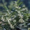 Sarcococca Hookeriana Var. Humilis -Garden Plant Store pl2000037143