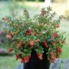 Lingonberry Fireballs ('Lirome') (PBR) -Garden Plant Store pl2000037164