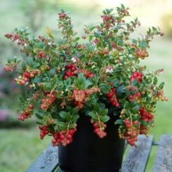 Lingonberry Fireballs ('Lirome') (PBR) -Garden Plant Store pl2000037164 card3 lg