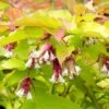 Leycesteria Golden Lanterns ('Notbruce') (PBR) 2 Leycesteria Golden Lanterns ('Notbruce') (PBR) -Garden Plant Store pl2000037169