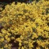 Genista Lydia 1 Genista Lydia -Garden Plant Store pl2000037179