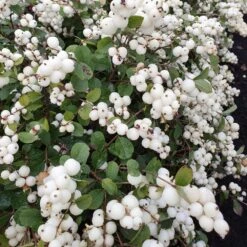 Symphoricarpos Magical Galaxy ('Kolmgala') (PBR) -Garden Plant Store pl2000037188 card2 lg