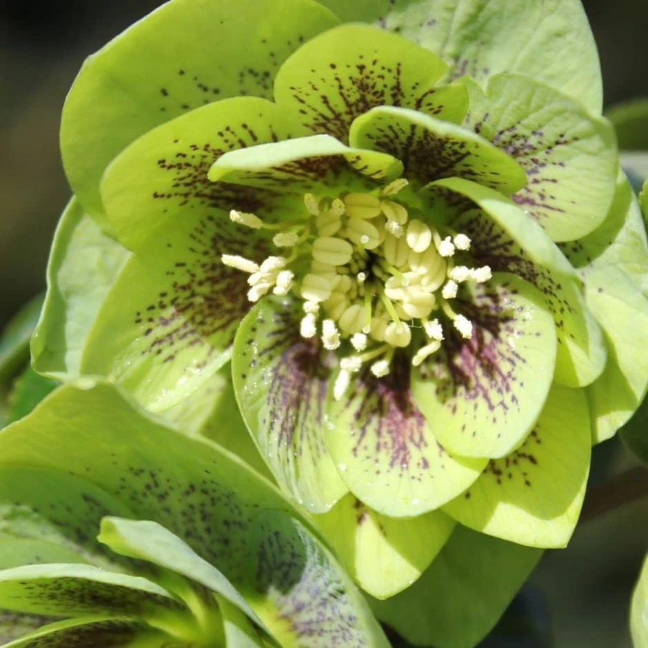 Helleborus × Hybridus Harvington Double Green Speckled 3 Helleborus × Hybridus Harvington Double Green Speckled