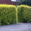 Ligustrum 'Aureum' - Golden Privet Hedging 2 Ligustrum 'Aureum' - Golden Privet Hedging -Garden Plant Store pl2000037245