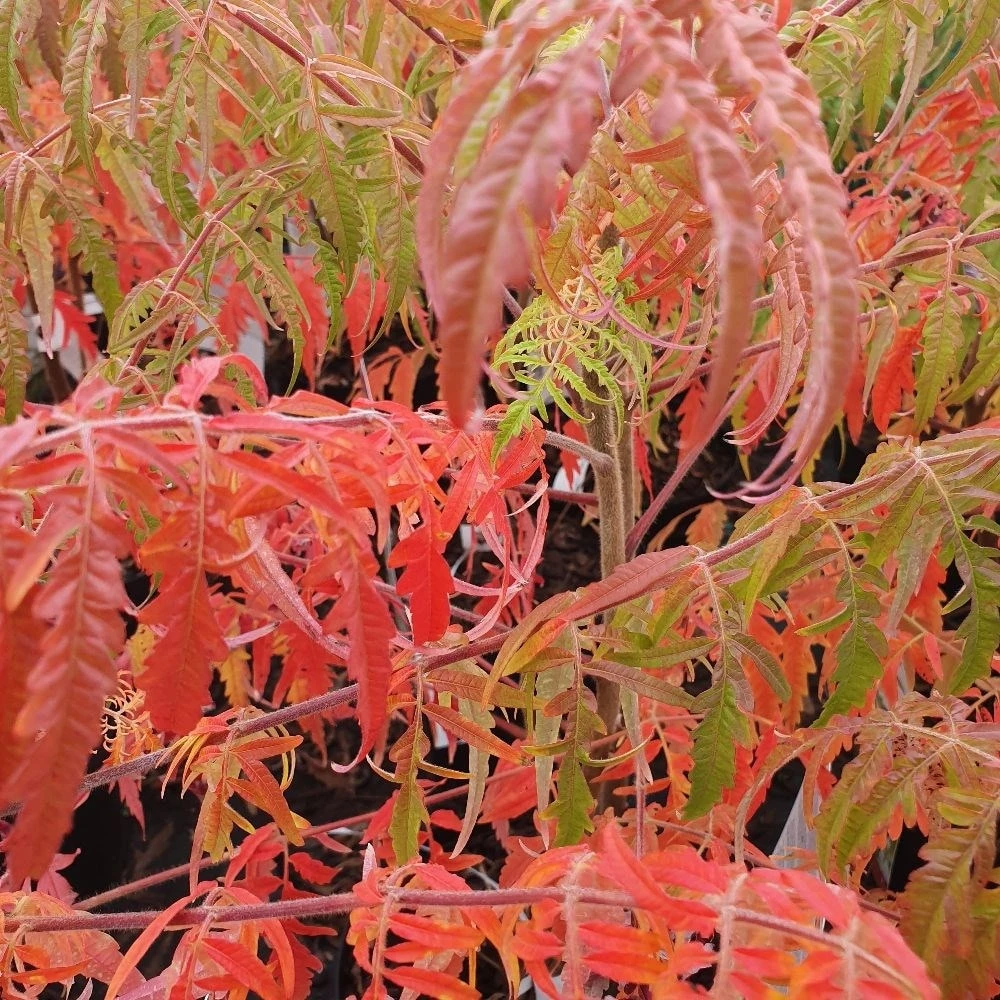 Rhus Typhina Tiger Eyes ('Bailtiger') 4 Rhus Typhina Tiger Eyes ('Bailtiger') - Image 2