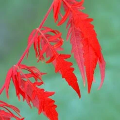 Rhus Typhina Tiger Eyes ('Bailtiger') 7 Rhus Typhina Tiger Eyes ('Bailtiger') -Garden Plant Store pl2000037246 card3 lg