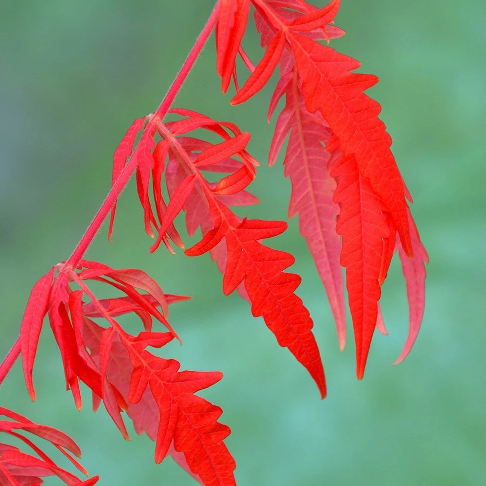 Rhus Typhina Tiger Eyes ('Bailtiger') 5 Rhus Typhina Tiger Eyes ('Bailtiger') - Image 3