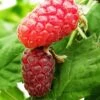 Loganberry 'Thornfree' -Garden Plant Store pl2000037362