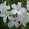 Jasminum Officinale F. Affine -Garden Plant Store pl2000037439