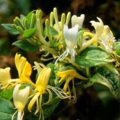 Lonicera Japonica 'Horwood Gem'