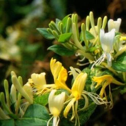 Lonicera Japonica 'Horwood Gem' -Garden Plant Store pl2000037444 card3 lg