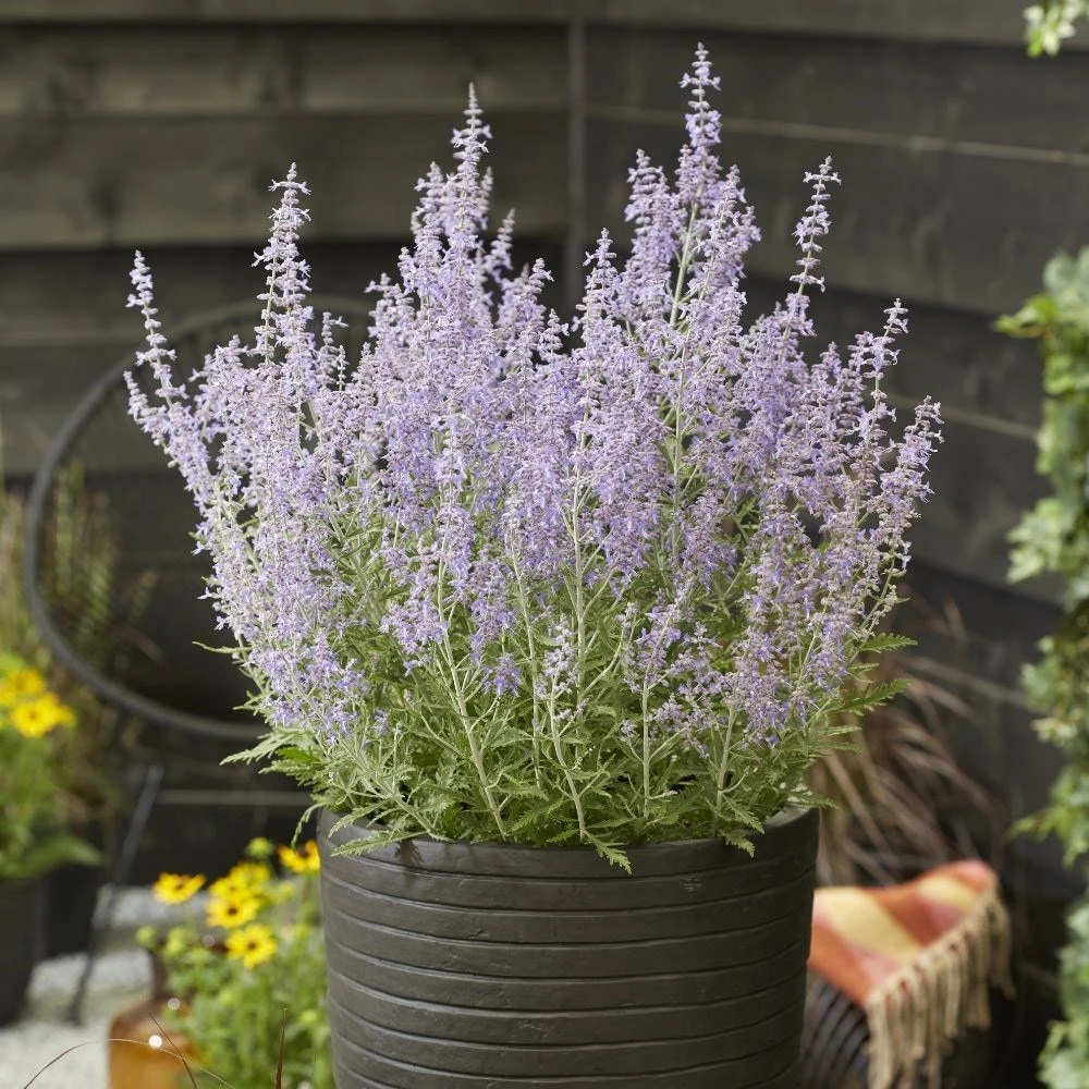 Perovskia Lacey Blue ('Lisslitt') (PBR) 4 Perovskia Lacey Blue ('Lisslitt') (PBR) - Image 2