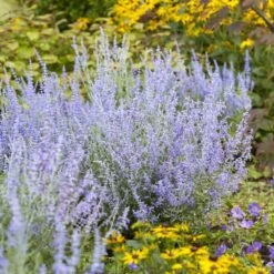 Perovskia Lacey Blue ('Lisslitt') (PBR) 8 Perovskia Lacey Blue ('Lisslitt') (PBR) -Garden Plant Store pl2000037478 card3 lg