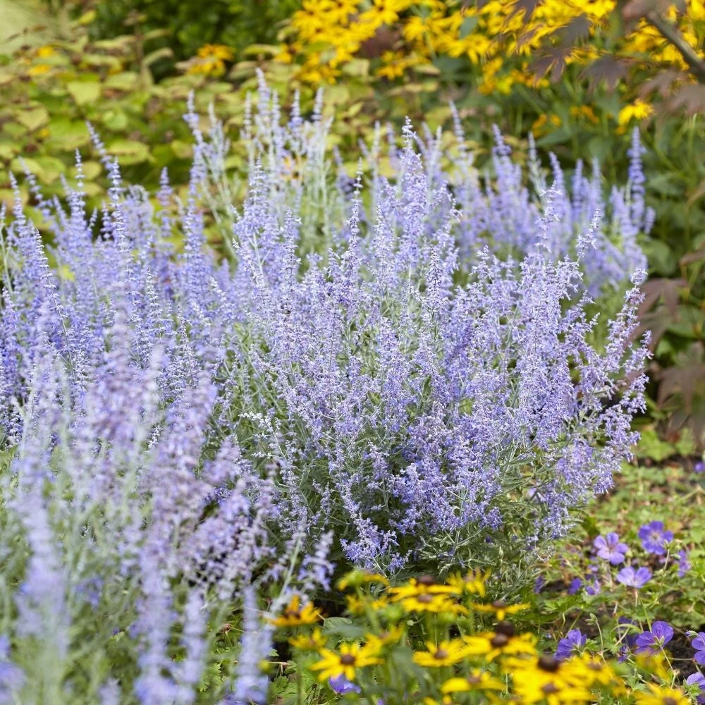Perovskia Lacey Blue ('Lisslitt') (PBR) 5 Perovskia Lacey Blue ('Lisslitt') (PBR) - Image 3