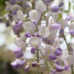 Wisteria Floribunda 'Harlequin' -Garden Plant Store pl2000037594 card3 lg