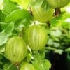 Gooseberry 'Hinnonmaki Gron' 1 Gooseberry 'Hinnonmaki Gron' -Garden Plant Store pl2000037602