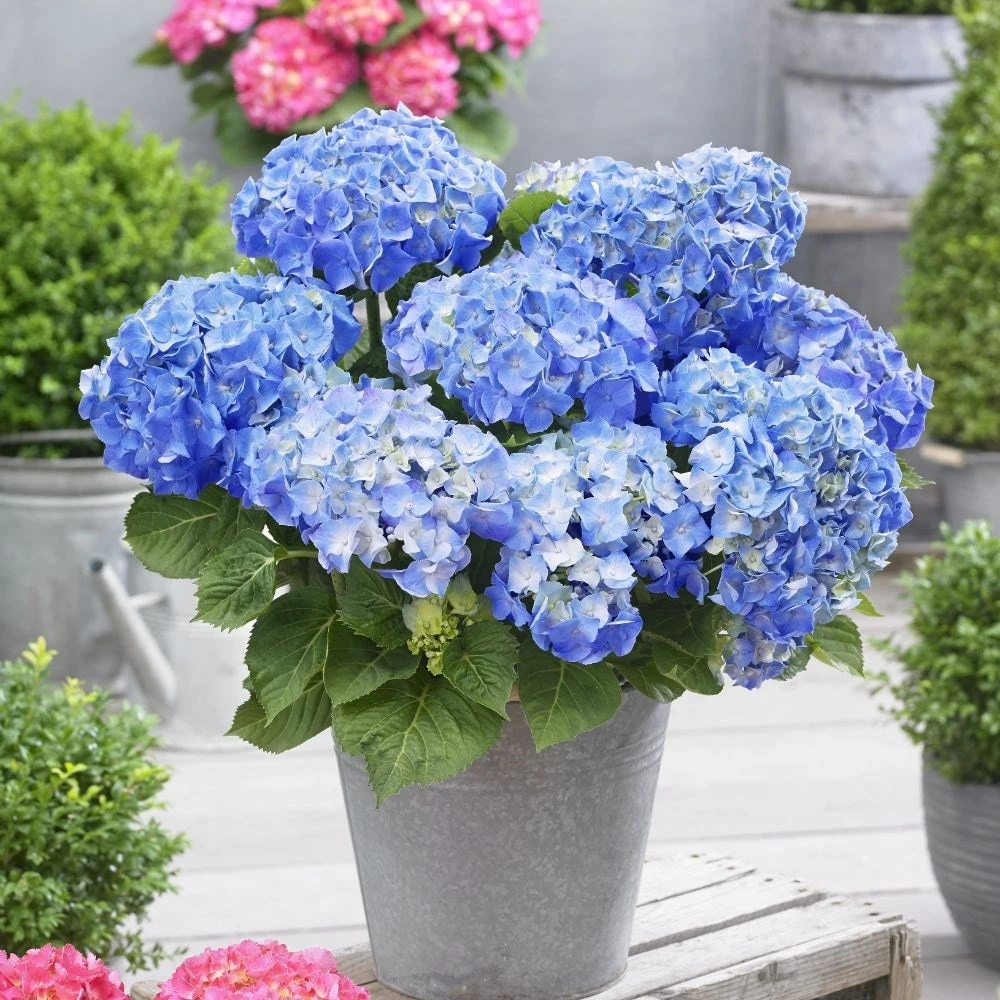 Hydrangea Macrophylla 'Little Blue' 5 Hydrangea Macrophylla 'Little Blue' - Image 3