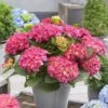 Hydrangea Macrophylla 'Little Pink' -Garden Plant Store pl2000037671