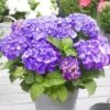 Hydrangea Macrophylla 'Little Purple' 2 Hydrangea Macrophylla 'Little Purple' -Garden Plant Store pl2000037672