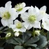 Helleborus Niger 'Christmas Carol' 1 Helleborus Niger 'Christmas Carol' -Garden Plant Store pl2000037689