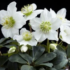 Front Page 29 Helleborus Niger 'Christmas Carol'