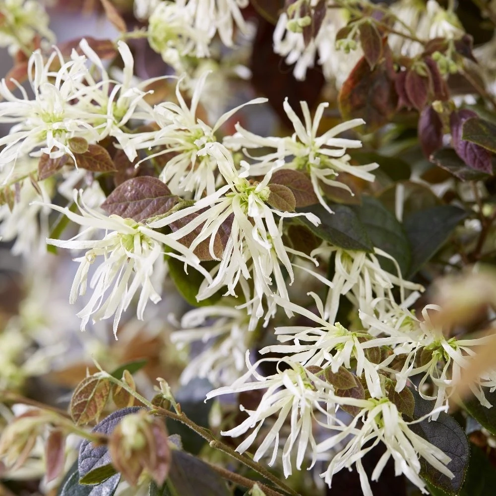 Loropetalum Ruby Snow ('Iwai') (PBR) 6 Loropetalum Ruby Snow ('Iwai') (PBR) - Image 4