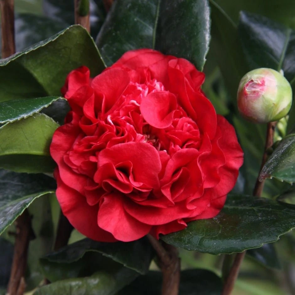Camellia × Williamsii 'Ruby Wedding' 3 Camellia × Williamsii 'Ruby Wedding'