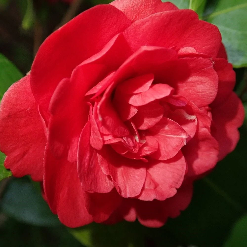 Camellia × Williamsii 'Ruby Wedding' 4 Camellia × Williamsii 'Ruby Wedding' - Image 2