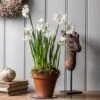 Perfumed Paperwhites & Terracotta Pot -Garden Plant Store pl2000038005