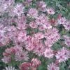 Astrantia Major 'Sparkling Stars Pink' (Sparkling Stars Series) -Garden Plant Store pl2000038262