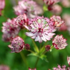 Astrantia Major 'Sparkling Stars Pink' (Sparkling Stars Series) 7 Astrantia Major 'Sparkling Stars Pink' (Sparkling Stars Series) -Garden Plant Store pl2000038262 card3 lg