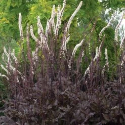 Actaea Simplex (Atropurpurea Group) 'Black Negligee'