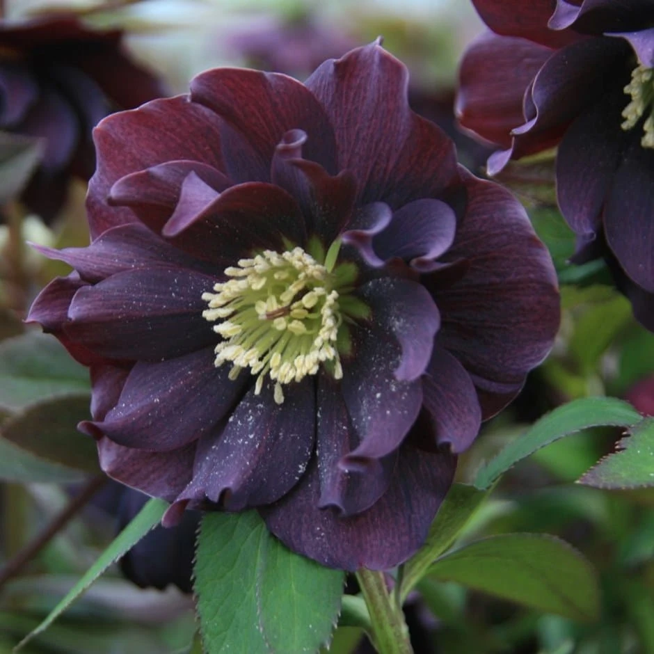 Helleborus × Hybridus Harvington Double Purple 3 Helleborus × Hybridus Harvington Double Purple