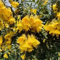 Sophora Sun King ('Hilsop') (PBR)