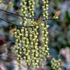 Stachyurus Chinensis 'Celina'