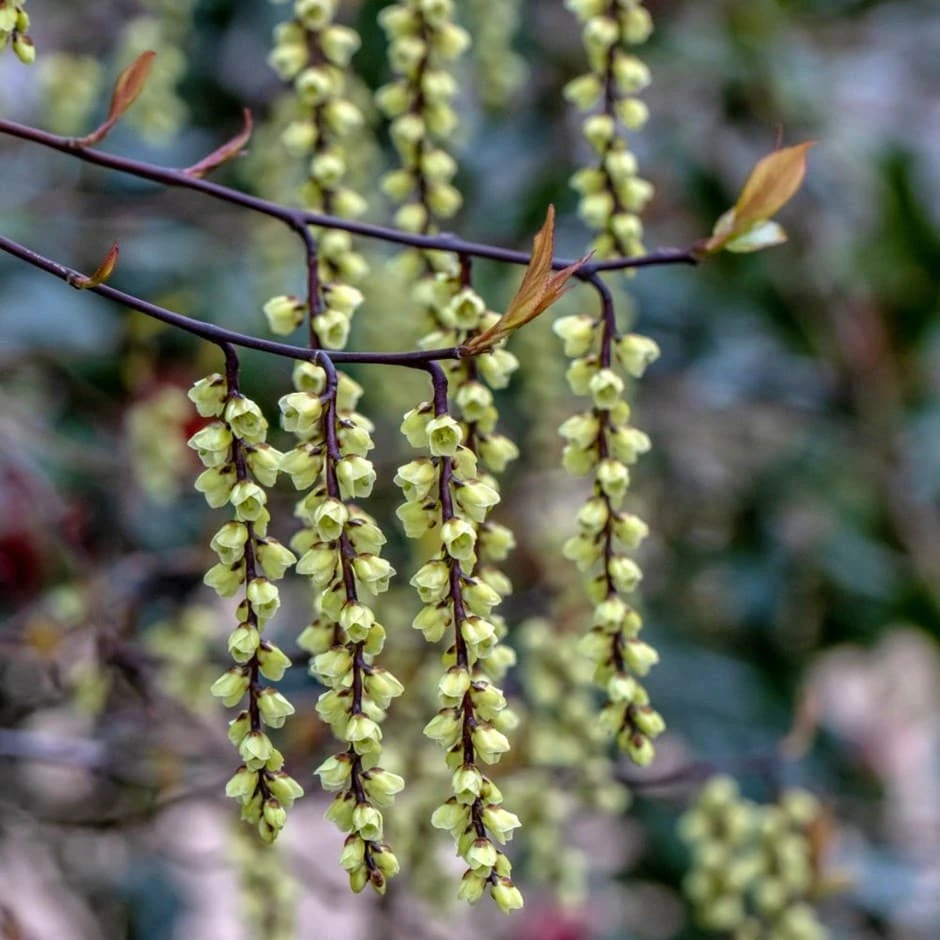 Stachyurus Chinensis 'Celina' 3 Stachyurus Chinensis 'Celina'