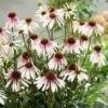 Echinacea Pretty Parasols ('JS Engeltje') (PBR) -Garden Plant Store pl2000039354
