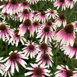 Echinacea Pretty Parasols ('JS Engeltje') (PBR) -Garden Plant Store pl2000039354 card10 lg
