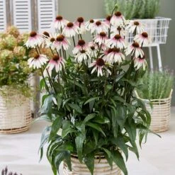 Echinacea Pretty Parasols ('JS Engeltje') (PBR) -Garden Plant Store pl2000039354 card3 lg