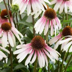 Echinacea Pretty Parasols ('JS Engeltje') (PBR) -Garden Plant Store pl2000039354 card4 lg