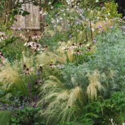 Echinacea Pretty Parasols ('JS Engeltje') (PBR) -Garden Plant Store pl2000039354 card6 lg