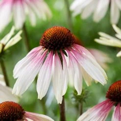 Echinacea Pretty Parasols ('JS Engeltje') (PBR) -Garden Plant Store pl2000039354 card7 lg