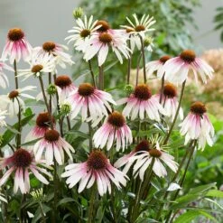 Echinacea Pretty Parasols ('JS Engeltje') (PBR) -Garden Plant Store pl2000039354 card9 lg