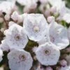 Kalmia Latifolia F. Myrtifolia 'Elf' 1 Kalmia Latifolia F. Myrtifolia 'Elf' -Garden Plant Store pl2000039552