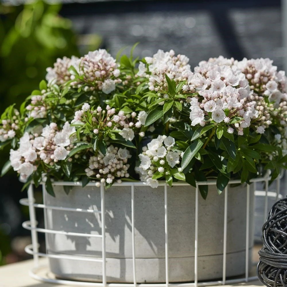 Kalmia Latifolia F. Myrtifolia 'Elf' 4 Kalmia Latifolia F. Myrtifolia 'Elf' - Image 2