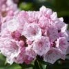 Kalmia Latifolia 'Tiddlywinks' 1 Kalmia Latifolia 'Tiddlywinks' -Garden Plant Store pl2000039579