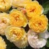 Rosa Belle De Jour ('Deljauper') (PBR) 2 Rosa Belle De Jour ('Deljauper') (PBR) -Garden Plant Store pl2000040031
