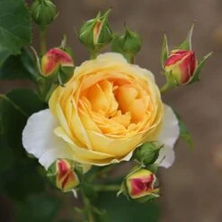 Rosa Belle De Jour ('Deljauper') (PBR) -Garden Plant Store pl2000040031 card3 lg
